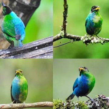 Pájaro coolmbia Descubren en Colombia un pájaro mitad hembra y mitad macho
