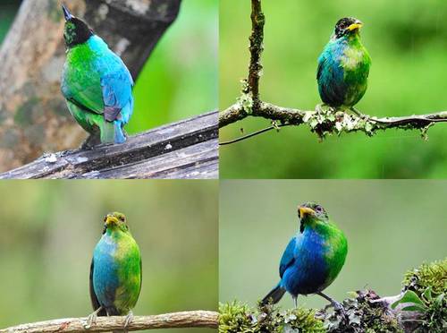 Pájaro coolmbia Descubren en Colombia un pájaro mitad hembra y mitad macho