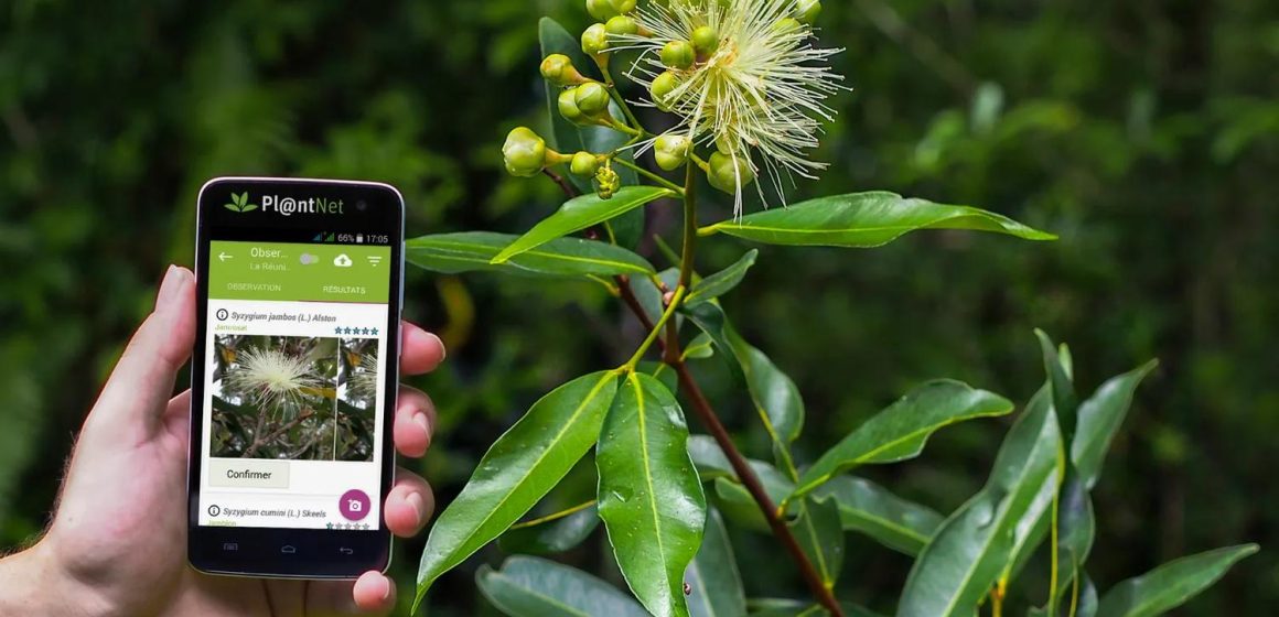 Tecnología y medio ambiente: el lado oscuro de las apps para identificar plantas