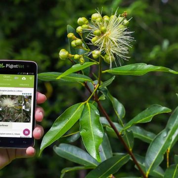 Tecnología y medio ambiente: el lado oscuro de las apps para identificar plantas