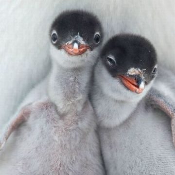 hermanos-pinguinos Pingüinos duermen 12 horas al día al sumar miles de microsueños