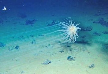 identifican Identifican 15 amenazas de mayor impacto en la conservación biológica para 2024
