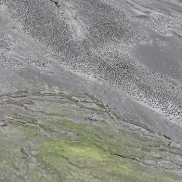 Registran por primera vez la colonia de pingüinos más grande del planeta