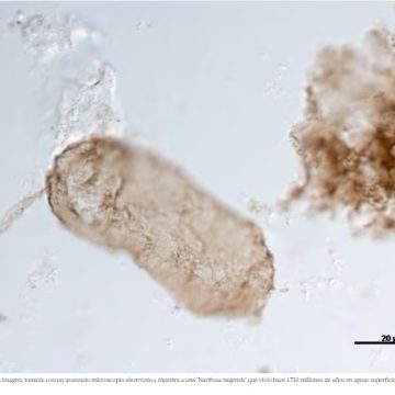 Descubiertas las estructuras bacterianas más antiguas que llenaron el planeta de oxígeno