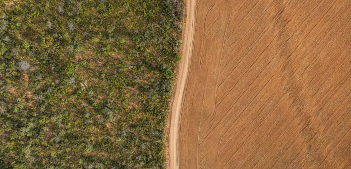 La mentira de la soja: el principal agente deforestador no se cultiva para humanos, sino para ganado