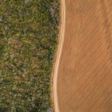 soja4 La mentira de la soja: el principal agente deforestador no se cultiva para humanos, sino para ganado