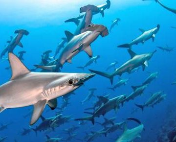tiburones En siete años aumentó 4 millones la cifra de tiburones muertos debido a la pesca