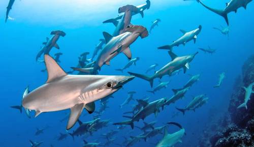 En siete años aumentó 4 millones la cifra de tiburones muertos debido a la pesca