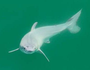 Captan por primera vez imágenes de un tiburón blanco recién nacido