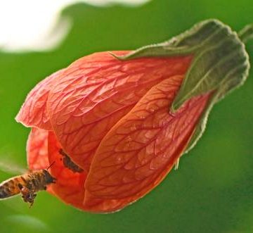 Revelan antiguo vínculo entre las abejas y la evolución del color de las flores