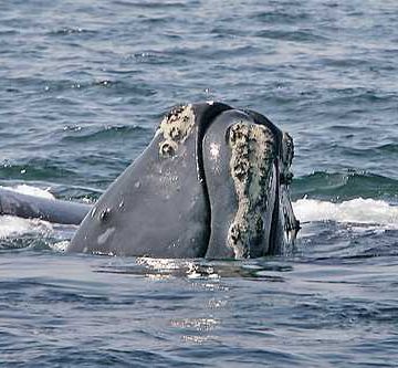 En la profundidad de la Antártida suenan desde naves espaciales hasta cantos de las ballenas