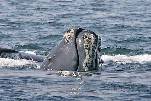 ballena En la profundidad de la Antártida suenan desde naves espaciales hasta cantos de las ballenas