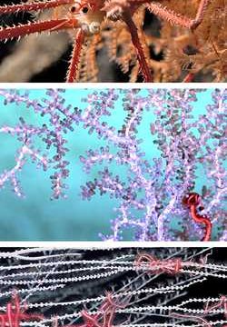 Descubren tesoro de especies que viven en montes submarinos cerca de Chile
