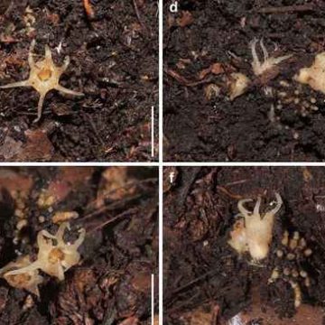 Descubren en Japón especie de linterna de hadas, planta que se alimenta de hongos