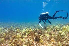 cotales El mundo, al borde de una cuarta decoloración de los arrecifes de coral