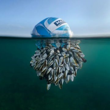 Las impresionantes fotos de vida silvestre que ganaron el British Wildlife Photography Awards