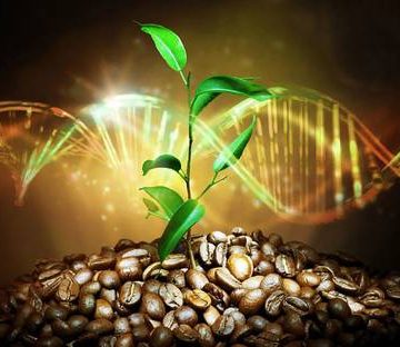 Trazan el origen del café arábica en Etiopía hace 600 mil años
