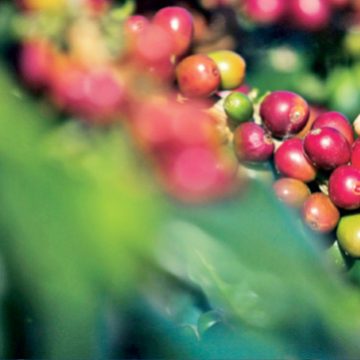 cafe La encrucijada de la producción y los productores nacionales de café