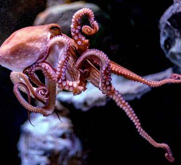 Efectos del cambio climático en el hábitat del pulpo maya ponen en riesgo su supervivencia