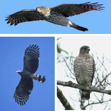 Aves migratorias, afectadas por el cambio climático
