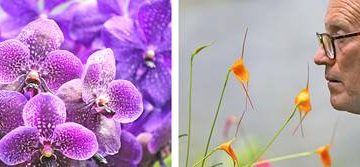 Colombiano clona orquídeas al borde de la extinción