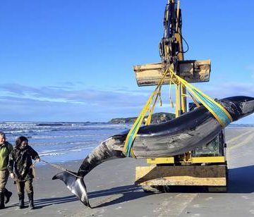 Ballena varada en Nueva Zelanda dará pistas sobre especie desconocida