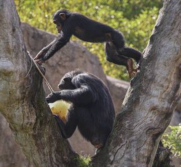 Intercambios gestuales de los chimpancés se asemejan a las conversaciones humanas