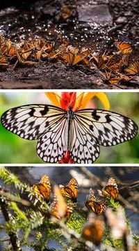 Las mariposas pueden polinizar las flores gracias a la electricidad