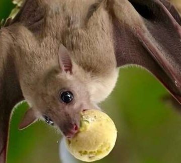 El murciélago, un mamífero mal comprendido y víctima de mitos