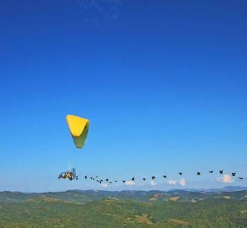 Extinguido en Europa en el siglo XVII, el ibis vuelve a surcar los cielos