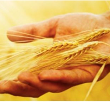 Monopolio en la agricultura mundial