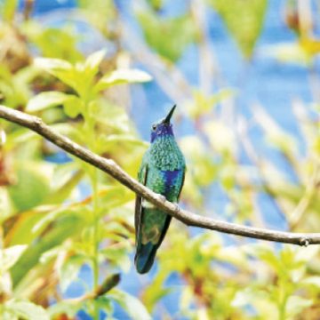 11 ¿Le servirá al país la cumbre mundial de la biodiversidad?