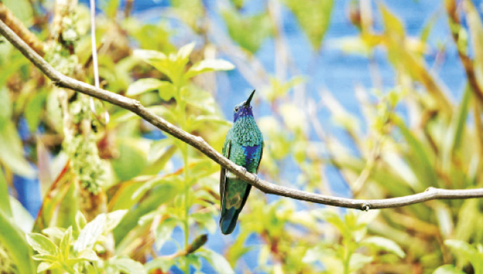 11 ¿Le servirá al país la cumbre mundial de la biodiversidad?