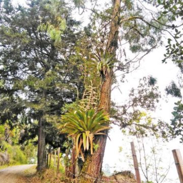 Fotografía períodico desdeabajo. ¿TLC multilateral sobre la biodiversidad?