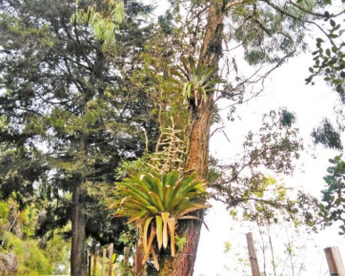 Fotografía períodico desdeabajo. ¿TLC multilateral sobre la biodiversidad?