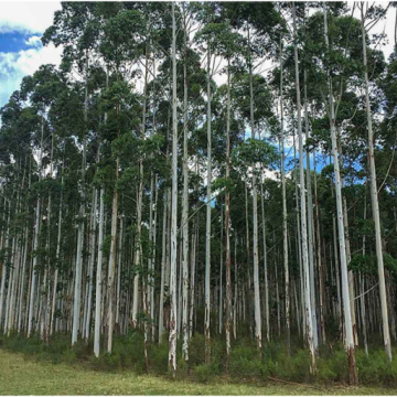 Mercados de carbono: contaminadores y desmontadores se pintan de verde