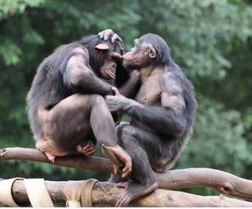 Los simios comprenden los gestos comunicativos de otros de su especie