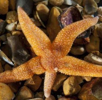 Descubren cómo las estrellas de mar se desprenden de sus brazos