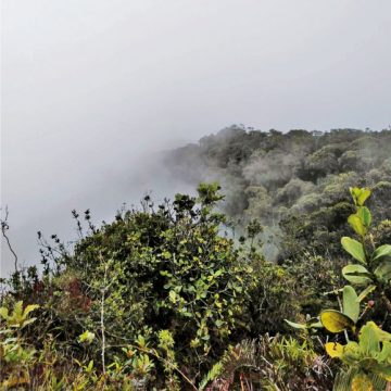 11-1 Otro modo de proteger los bosques y la biodiversidad