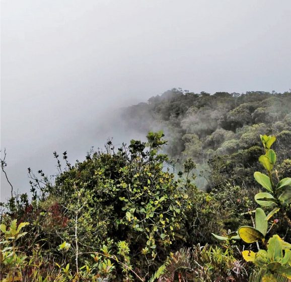 Otro modo de proteger los bosques y la biodiversidad