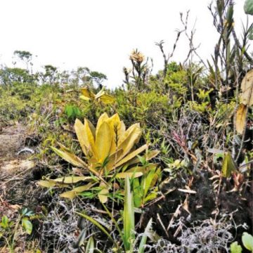 Biodiversidad con libre determinación