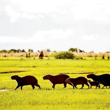 chiguiros Impresiones de los Llanos: cacería de zaínos*