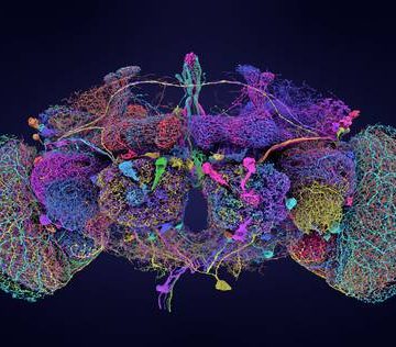 Completan el primer cableado de cada neurona en un animal adulto