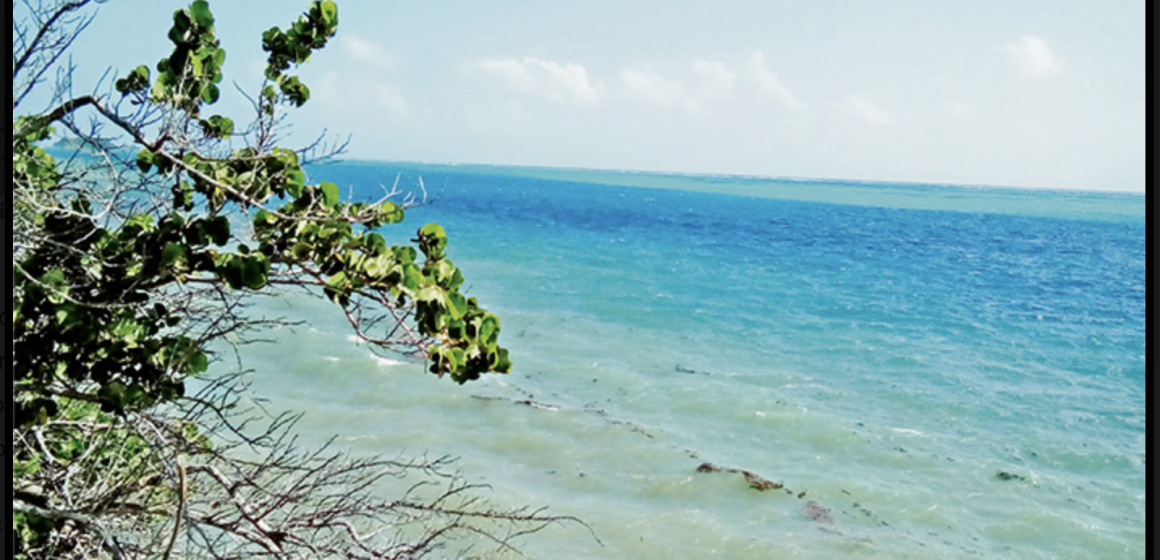 providencia COP16. Sobre biodiversidad y otros temas climáticos