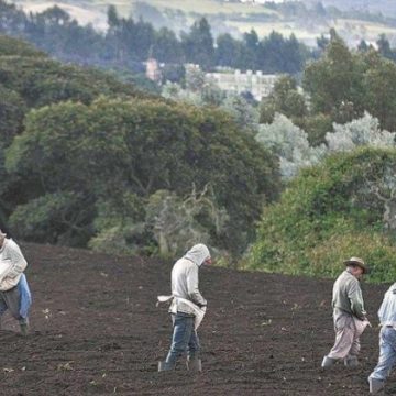 Subordinación, crisis y transformación del sector agropecuario para la acumulación capitalista