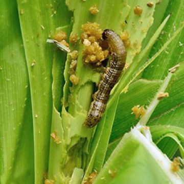 Investigadores del Ecosur estudian trampas y feromonas para evitar el daño de plagas a cultivos. En la imagen, gusano cogollero del maíz.Foto cortesía de Salvador Hernández