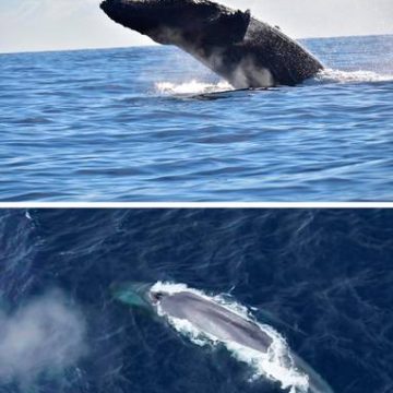 Descubren longevidad extraordinaria en ballenas; algunas superan 130 años