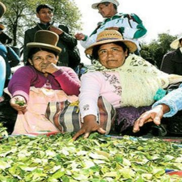 La hoja de coca en las comunidades andinas