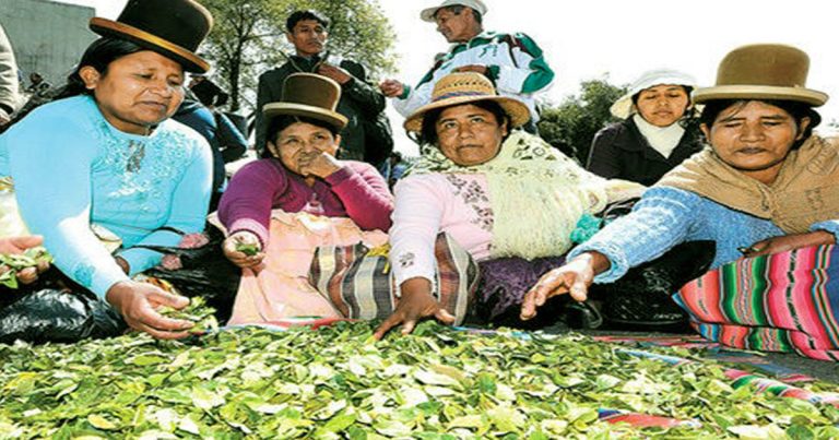 coca La hoja de coca en las comunidades andinas