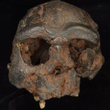 Hace un millón de años, el Homo erectus supo adaptarse a las condiciones desérticas